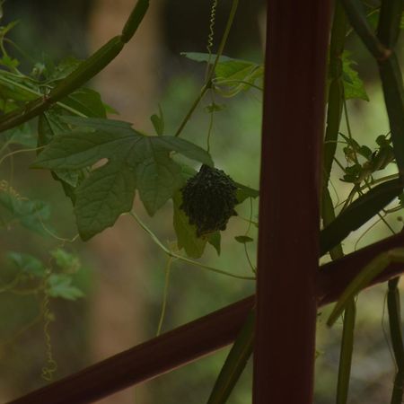 Hotel Travellers Crib Auroville Exterior foto
